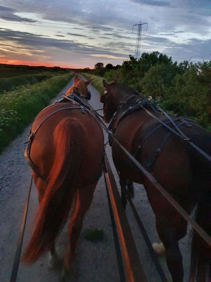 Holtegaard Bed&Breakfast Dronninglund Buitenkant foto